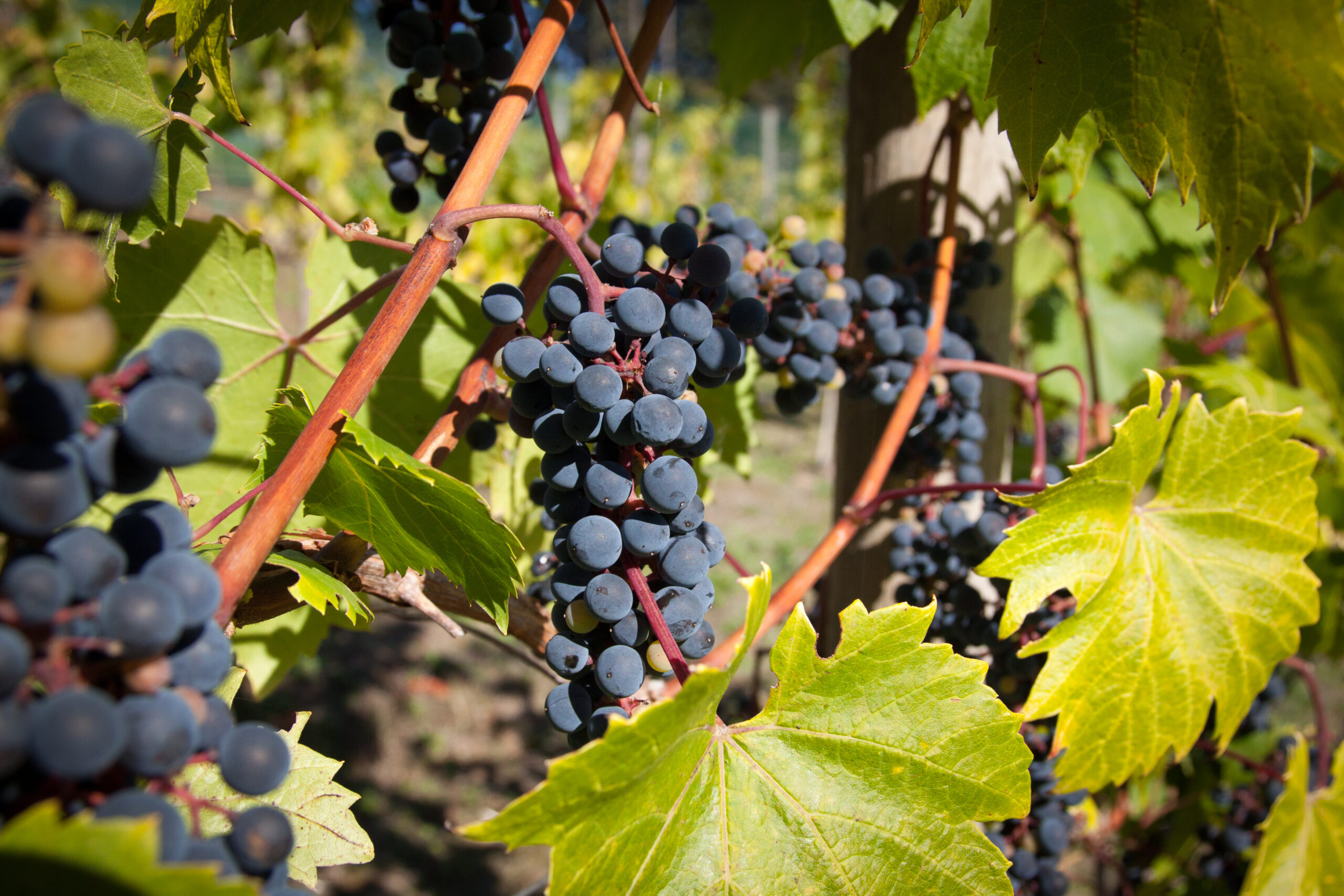 close-up-grapes-growing-vineyard