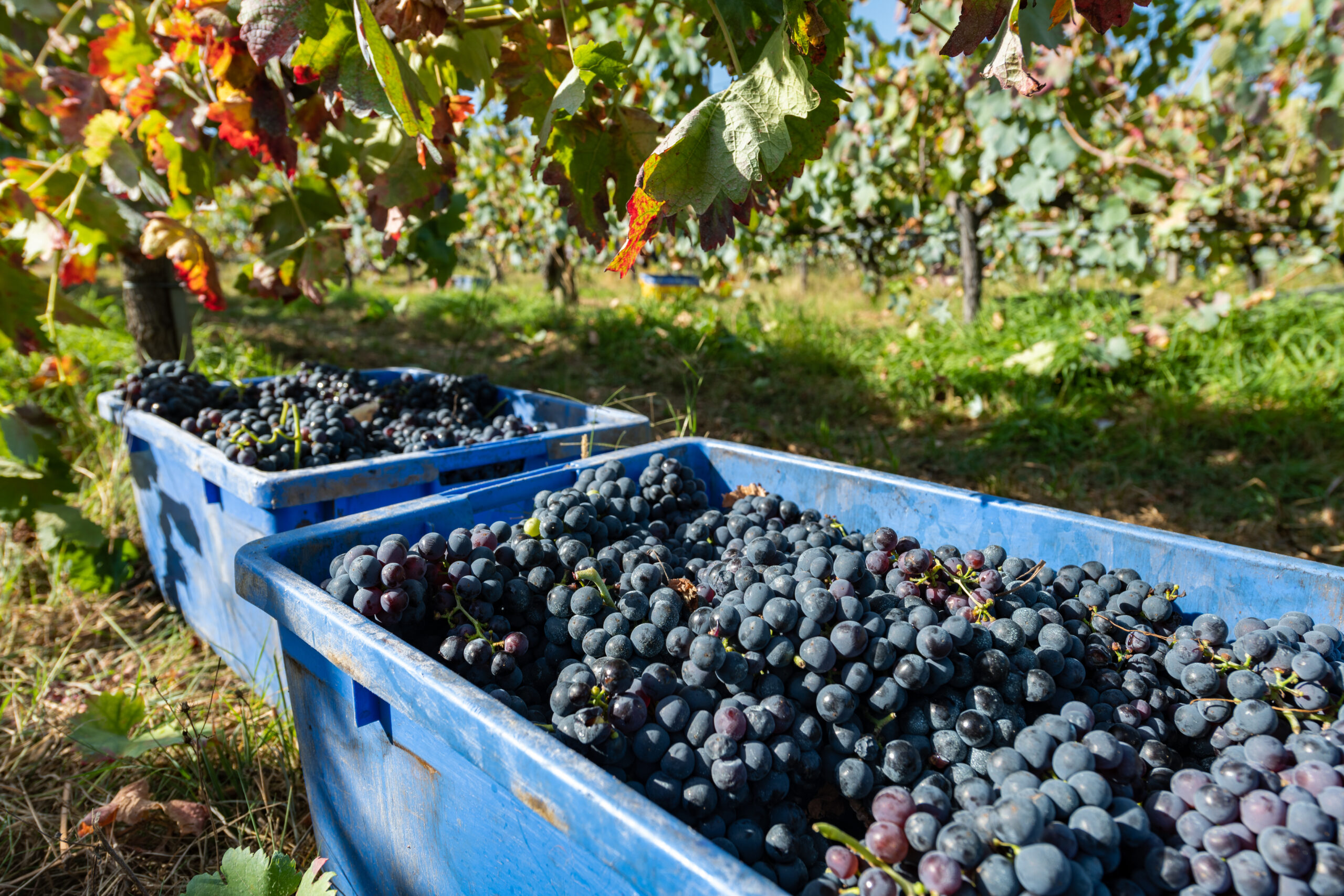 Freshly picked grapes during the harvest in Moncao, Portugal.