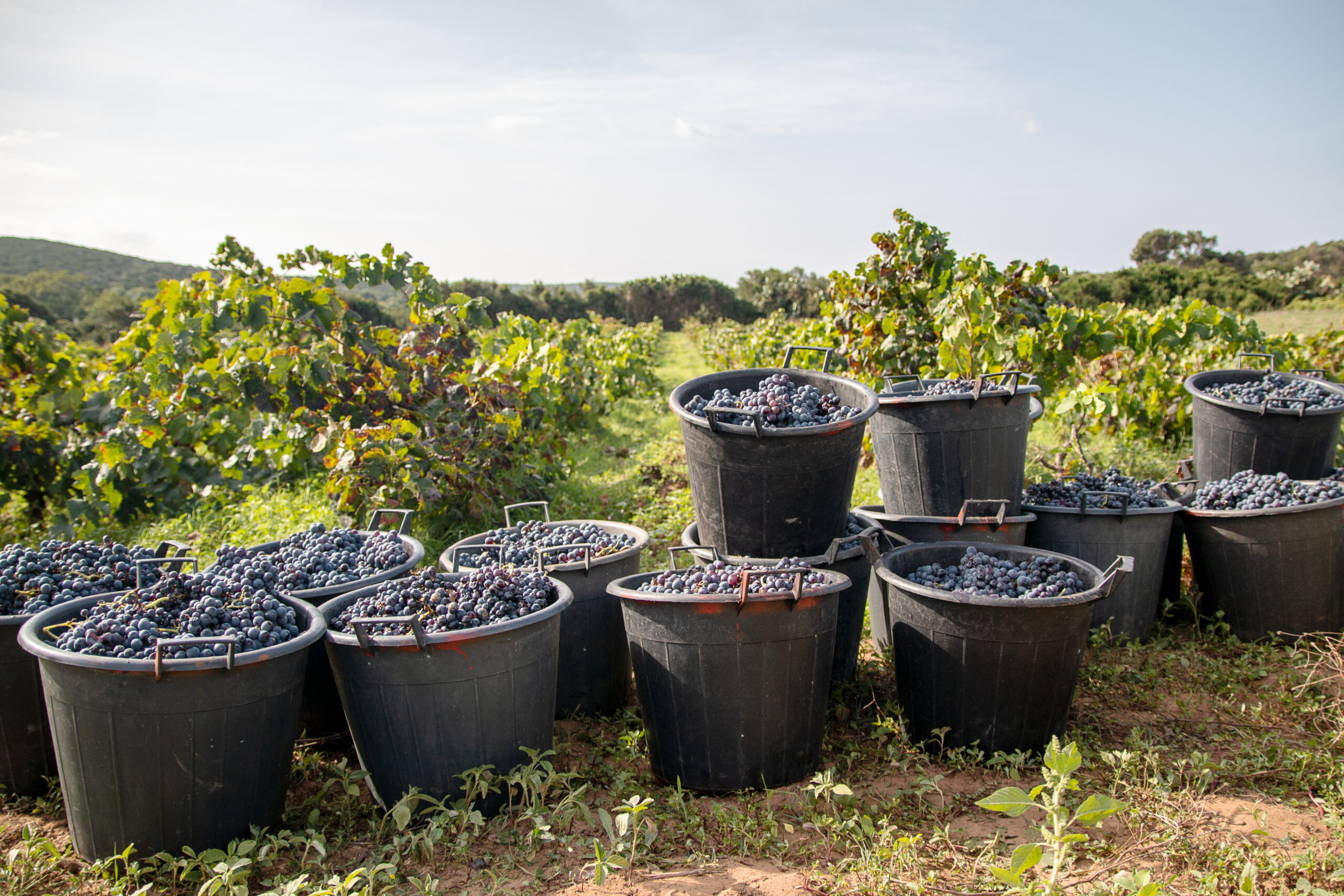 grapes-container-field-against-sky