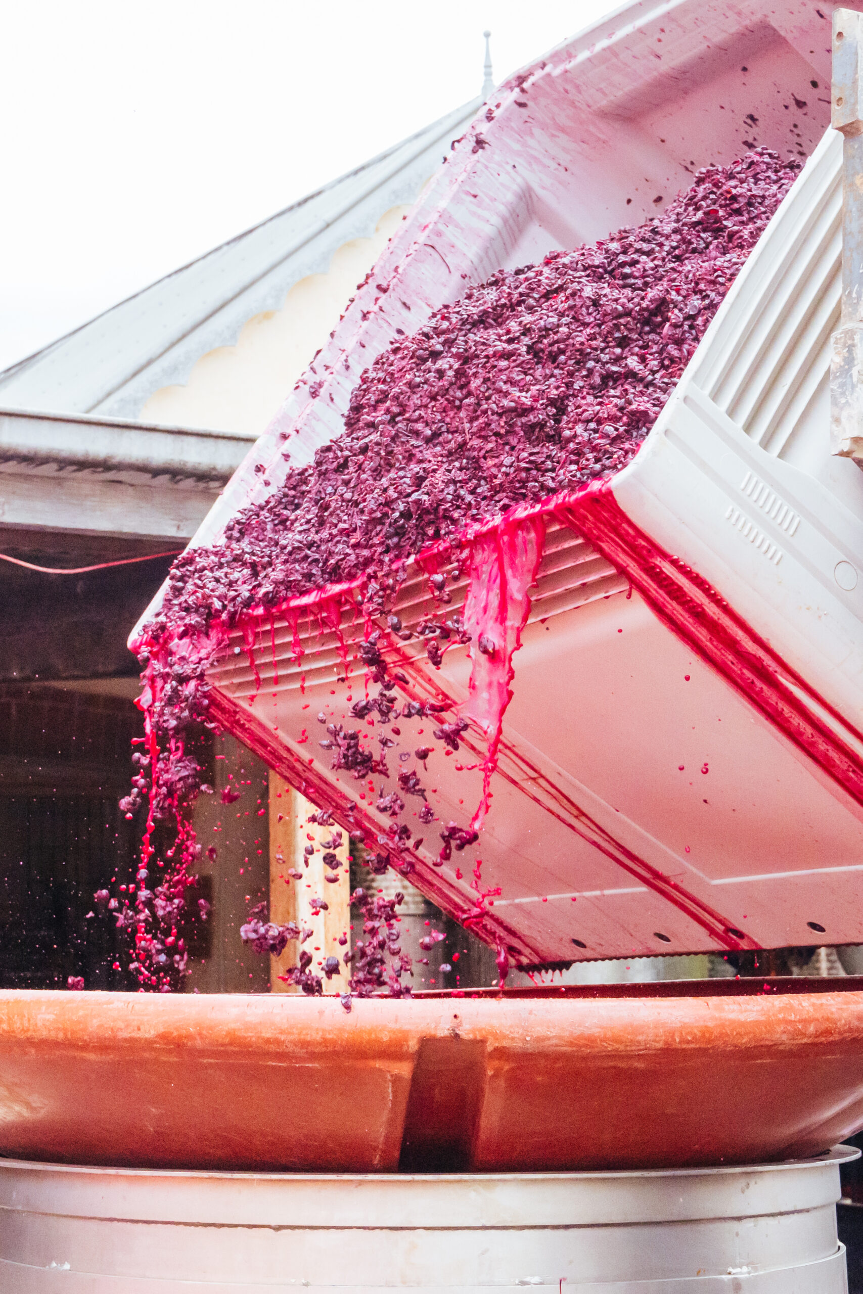 MCLAREN VALE, AUSTRALIA - April 13 2023: Grape harvest during vintage and wine production in the iconic wine region of Mclaren Vale in South Australia, Australia