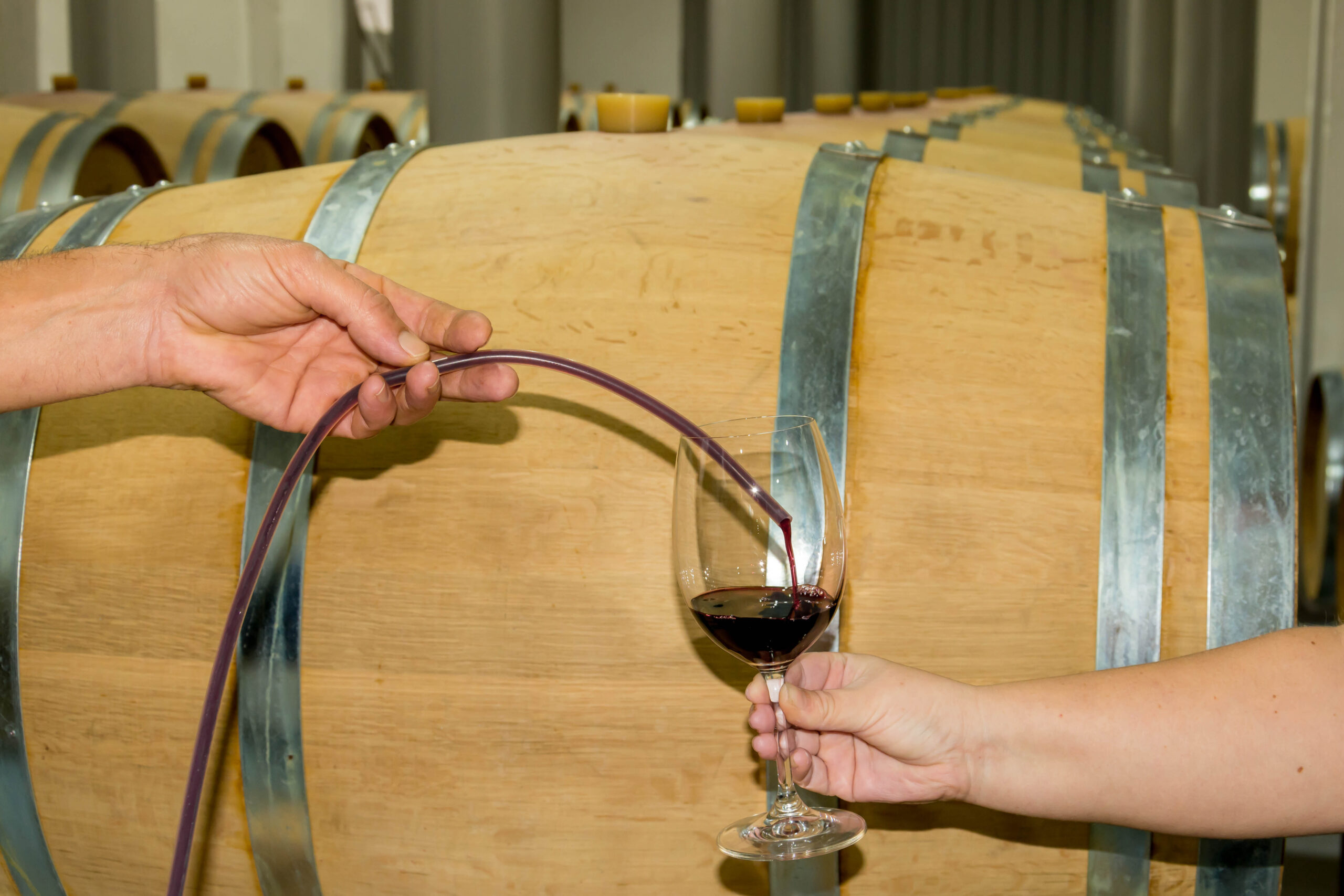Barrels in the wine shop