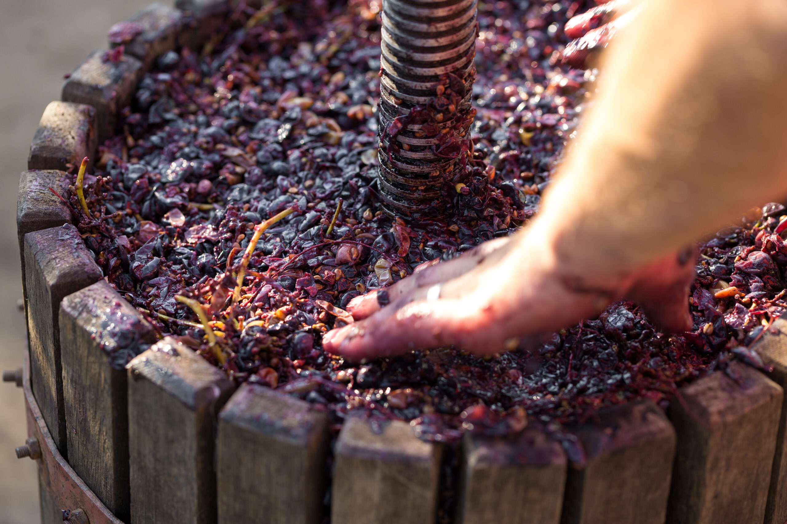 Winepress with red must and helical screw. Production of traditional Italian wines, crushing of grapes.