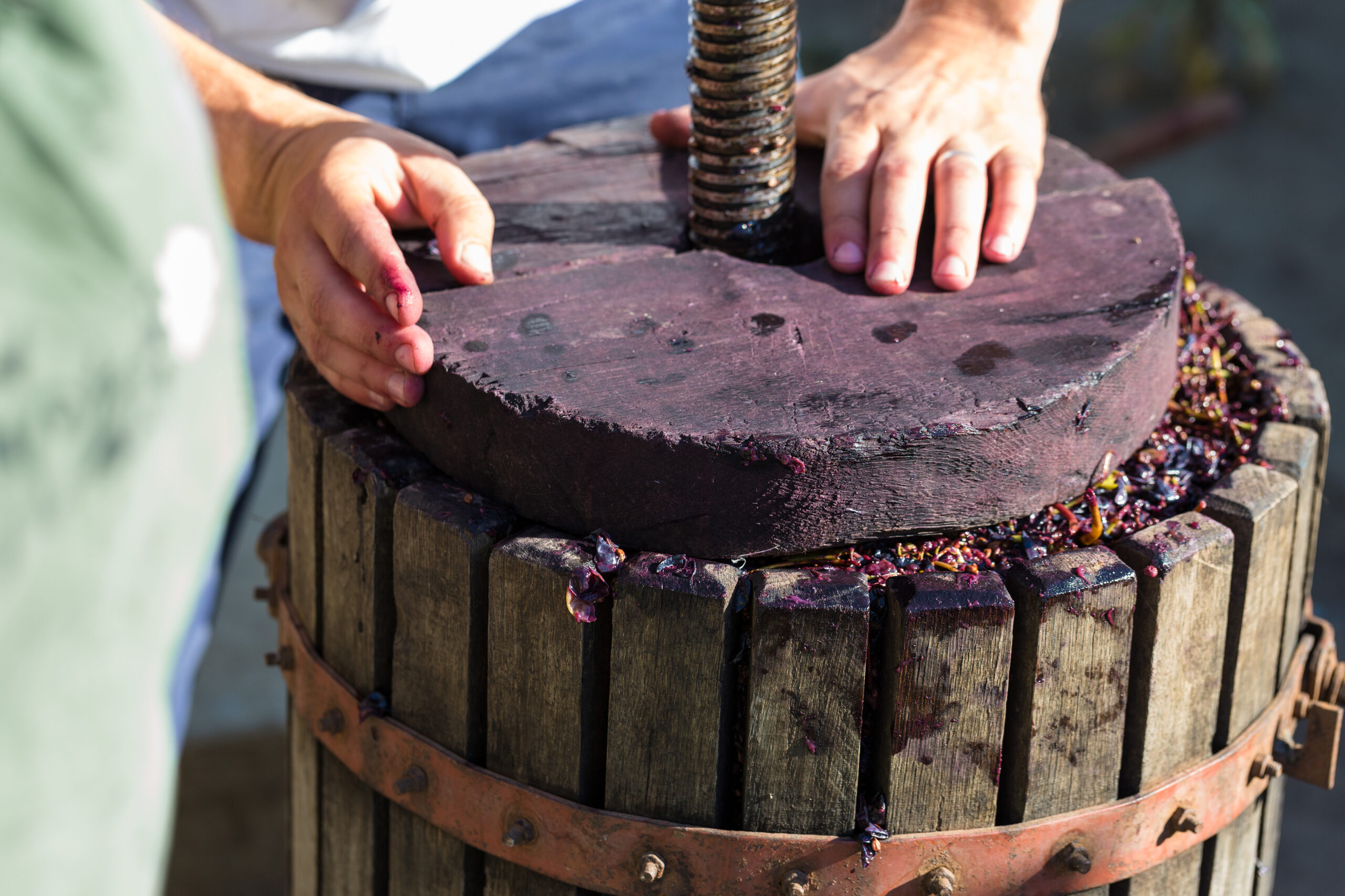 Winepress with red must and helical screw. Winemaker's hands close up.
