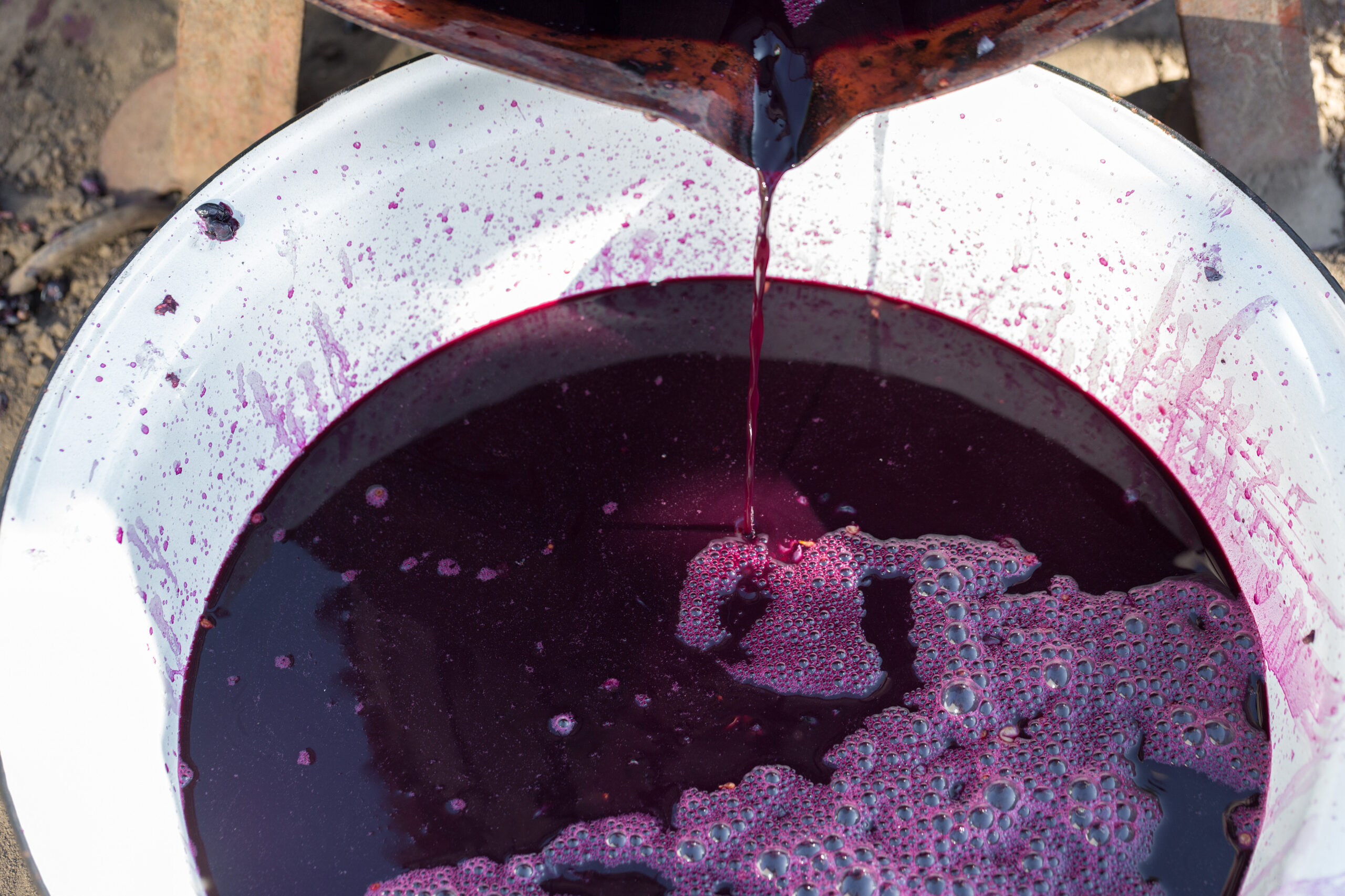 Winepress with red must and helical screw. Winemaker's hands close up.
